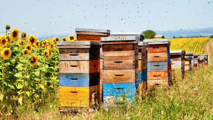 ruche d'abeilles dans un champ